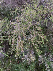 Thryptomene