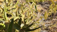 Vincetoxicum dionysiense