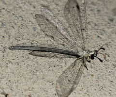Clathroneuria coquilletti