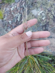 Helictochloa hookeri schelliana