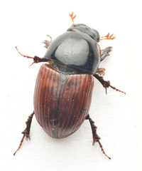 Rhodaphodius foetens