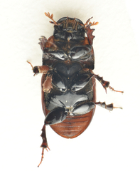 Rhodaphodius foetens