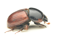 Rhodaphodius foetens