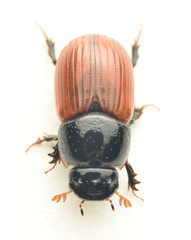 Aphodius