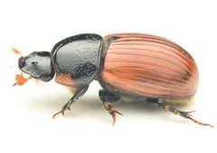 Aphodius