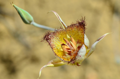Calochortus fimbriatus
