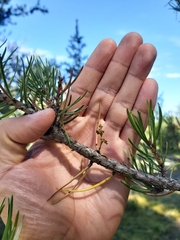 Arceuthobium americanum