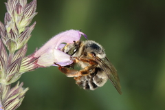 Anthophora fulvitarsis