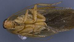 Neoblattellini
