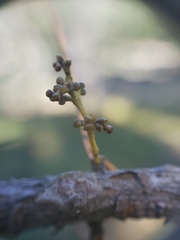 Arceuthobium americanum