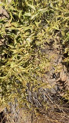 Vincetoxicum dionysiense