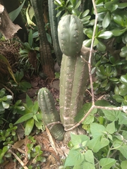 Trichocereus macrogonus
