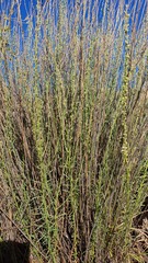 Anarrhinum forskaohlii