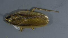 Neoblattellini