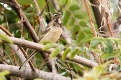 Motacilla citreola