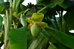 Musa basjoo