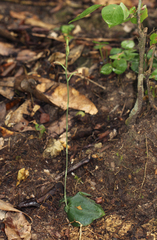 Habenaria trilobulata