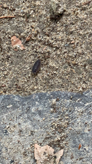 Porcellio scaber