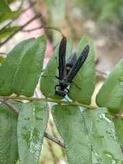 Synoeca septentrionalis