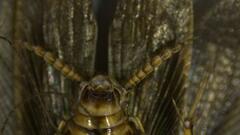 Neoblattellini