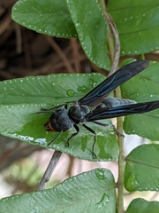 Synoeca septentrionalis