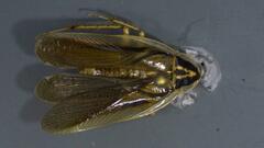 Neoblattellini