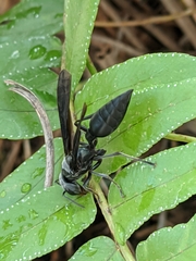 Synoeca septentrionalis