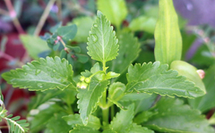 Ageratum maritimum