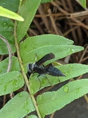 Synoeca septentrionalis