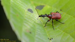 Apoderus jekelii
