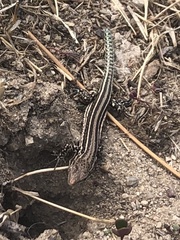 Podarcis guadarramae