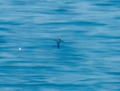 Calonectris