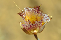 Calochortus fimbriatus