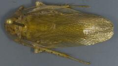 Neoblattellini