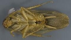 Neoblattellini