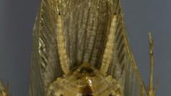 Neoblattellini