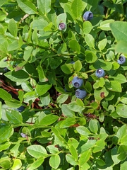 Vaccinium myrtillus