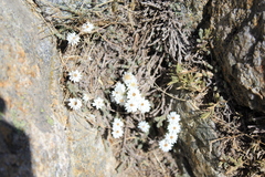 Castroviejoa frigida