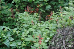 Salvia coccinea