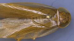 Neoblattellini