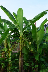 Musa basjoo