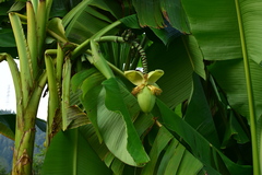 Musa basjoo