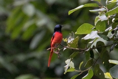 Pericrocotus brevirostris