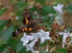 Macroglossum pyrrhostictum