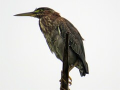 Butorides virescens image