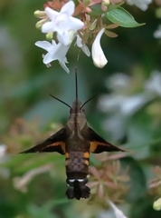 Macroglossum pyrrhostictum