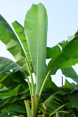 Musa basjoo