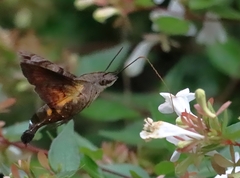 Macroglossum pyrrhostictum
