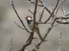 Passer hispaniolensis hispaniolensis
