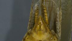 Neoblattellini